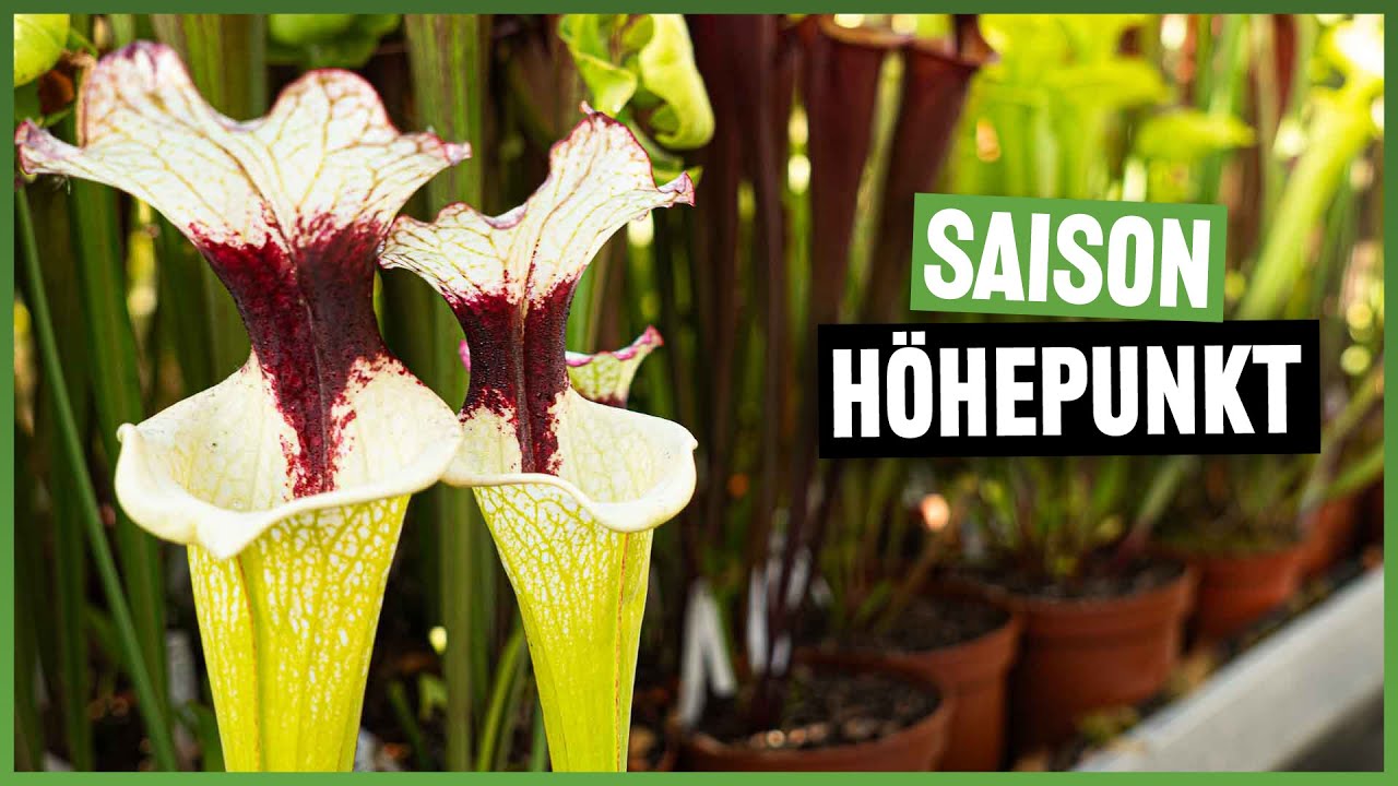 #220 Rundgang durchs Gewächshaus im Juli 2023