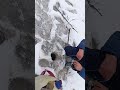 неизведанная ламбина , попали на раздачу зубастой!
