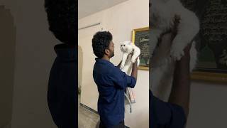 Matheen Persian Cat 7010336196