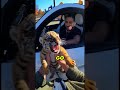 These Kids Were Bullying A Baby Tiger At The Bouncy Castle Animals Animalrescue