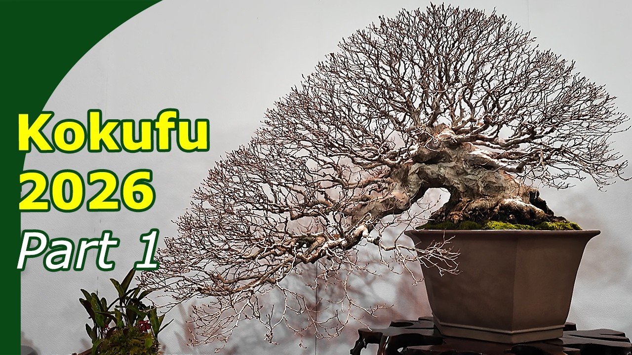 Кокуфу тен Лучший бонсай Японии (первая выставка) #bonsaijapan