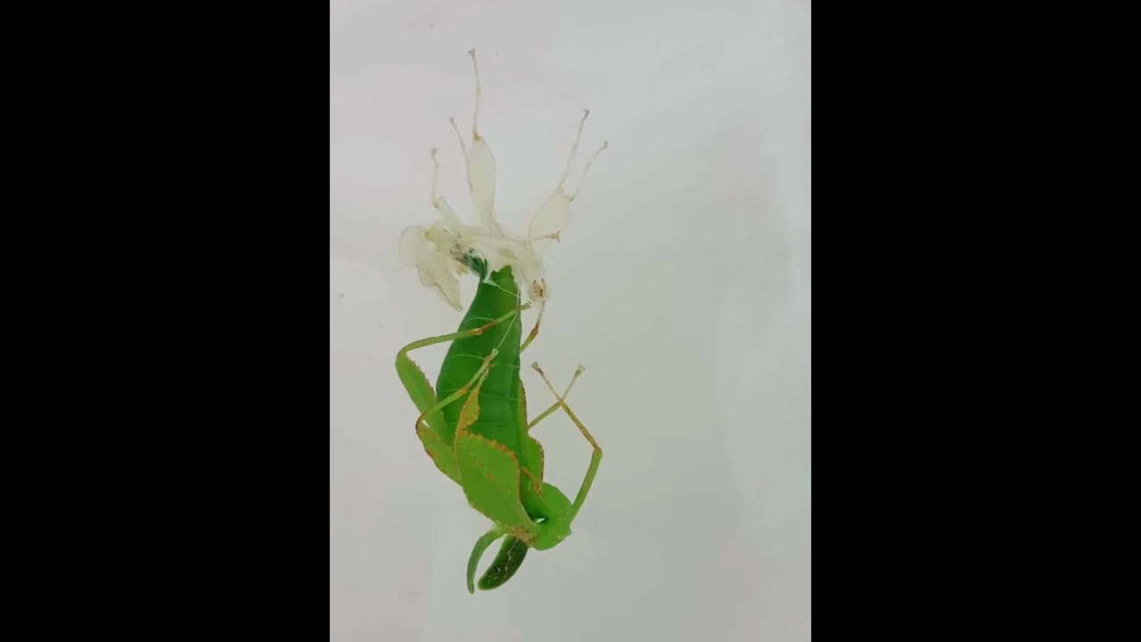 Phyllium philippinicum / Leaf Insect Molting / 菲律賓葉䗛羽化