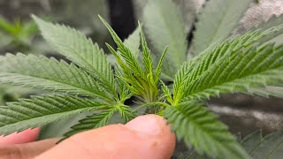 Home Grow Weed!!! Got BUDS EVERYWHERE.  Healthy clones & momma in flower.  🪴 🪴 🪴