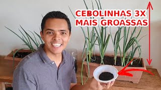 Adubo Bobo deixa Cebolinhas 3X MAIS GROSSAS!