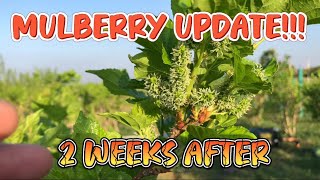 FARM UPDATE!!!! DAMI NANG BUNGA NG MGA MULBERRIES