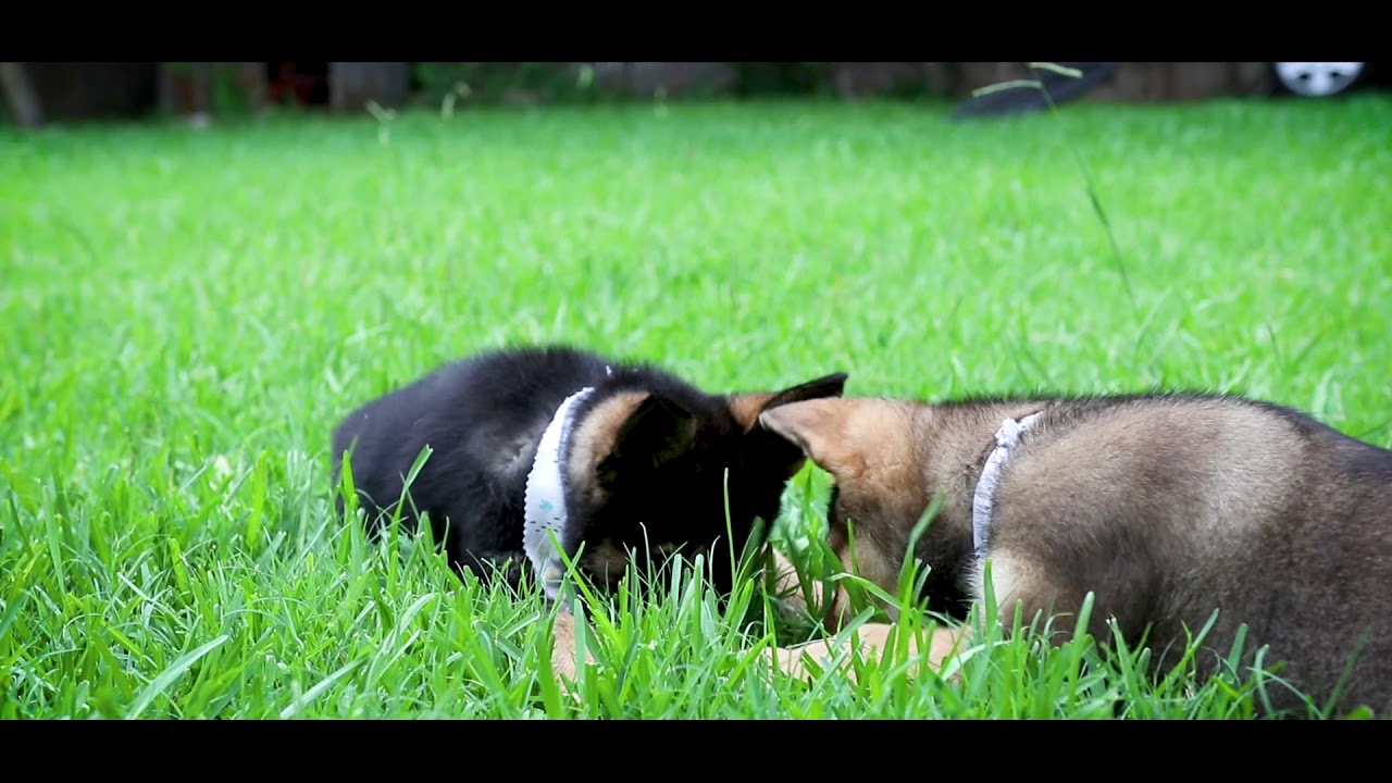 Baby Chewie & Loki (80D + Sigma 18-35) GSD puppies