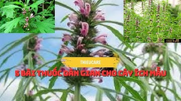 CÂY ÍCH MẪU VỊ THUỐC QUÝ CHO SỨC KHOẺ CHỊ EM