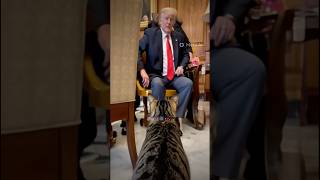 Cat interrupts Trump moment. Chaos ensues