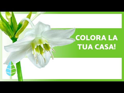 Video: Piante da fiore tropicali da interno - 5 piante da appartamento tropicali con fiori