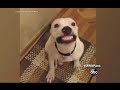 Dog smiling on cue will make your day