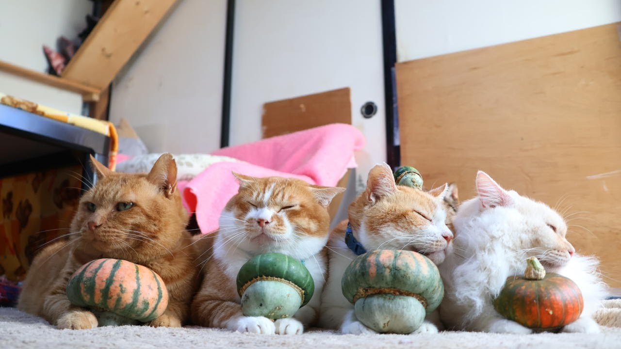 ベレーボかぼちゃ のせ猫 251123 - YouTube