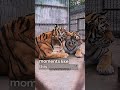 Two Tigers Meet in the Wild... What Happened Next Was Incredible! 🐅#Tiger #Wildlife #Nature #Animals