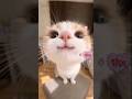 Lustige Katzen #cats #cat #funny #katze #kitty #katzen #kätzchen #funnycats