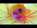 DAY 4 - CHICKEN EMBRYO IN A CUP (A BLACK EYE AND MOVEMENT IN THE YOLK)