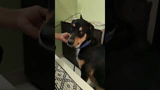 champi kar do maalik 😂 #funny #reels #comedy #adorably #dog #funniestvideo #shorts #viral #trending