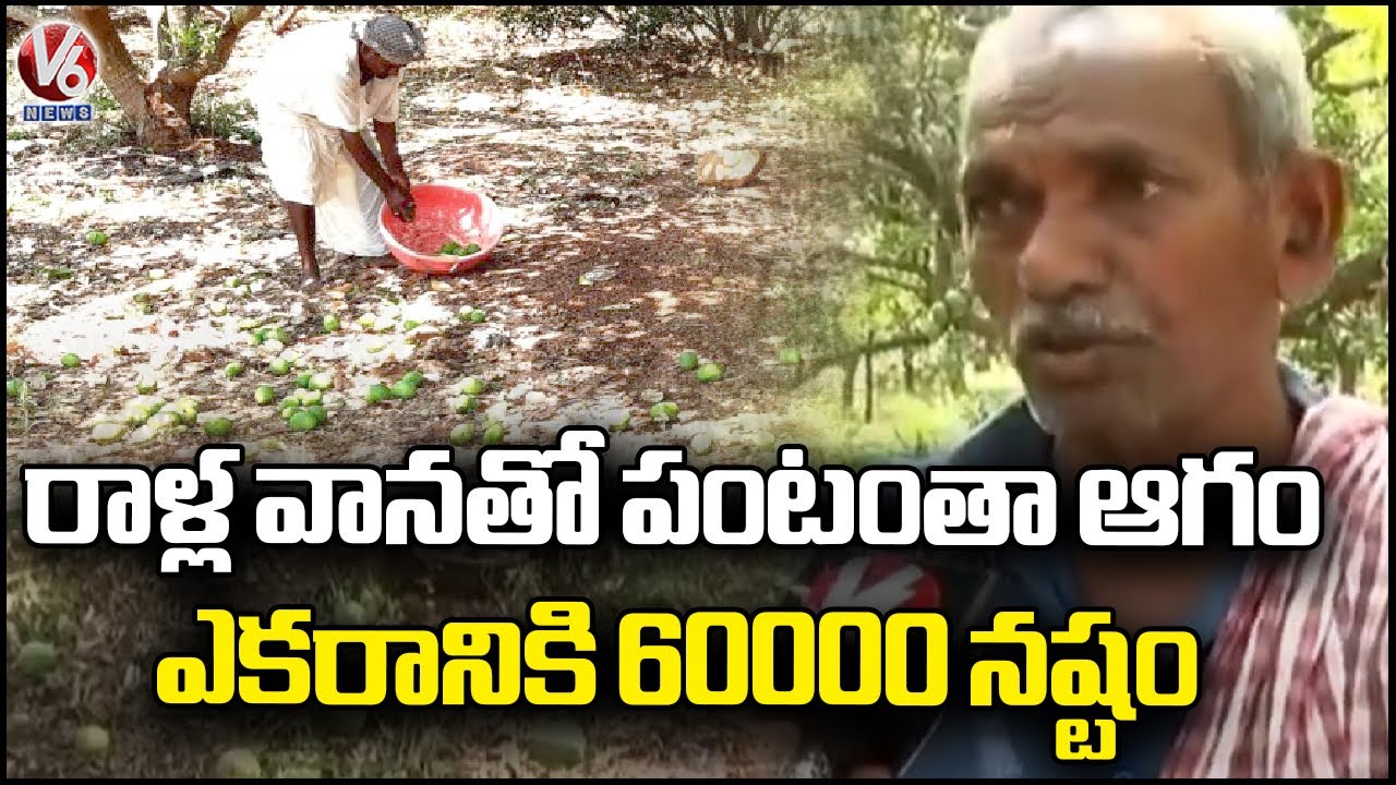 Huge Crop Damage Due To Heavy Rain, Hailstorm In Warangal District | V6 ...