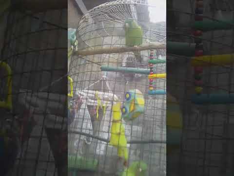 mis preciosos pericos