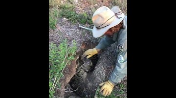 Thumbnail of Catching a Python in the Florida Everglades