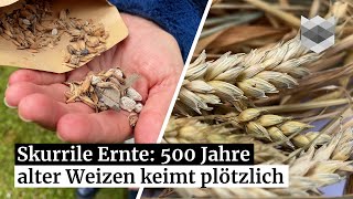 Kuriose Getreide-Ernte: Weizen aus dem Mittelalter keimt