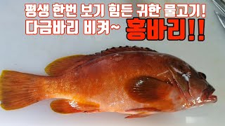 누구도 본적없는 귀하디귀한 이름만으로 맛있는 홍바리!