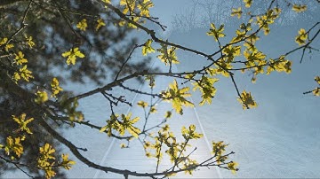 Watling Wood - Site Specific Art Installation