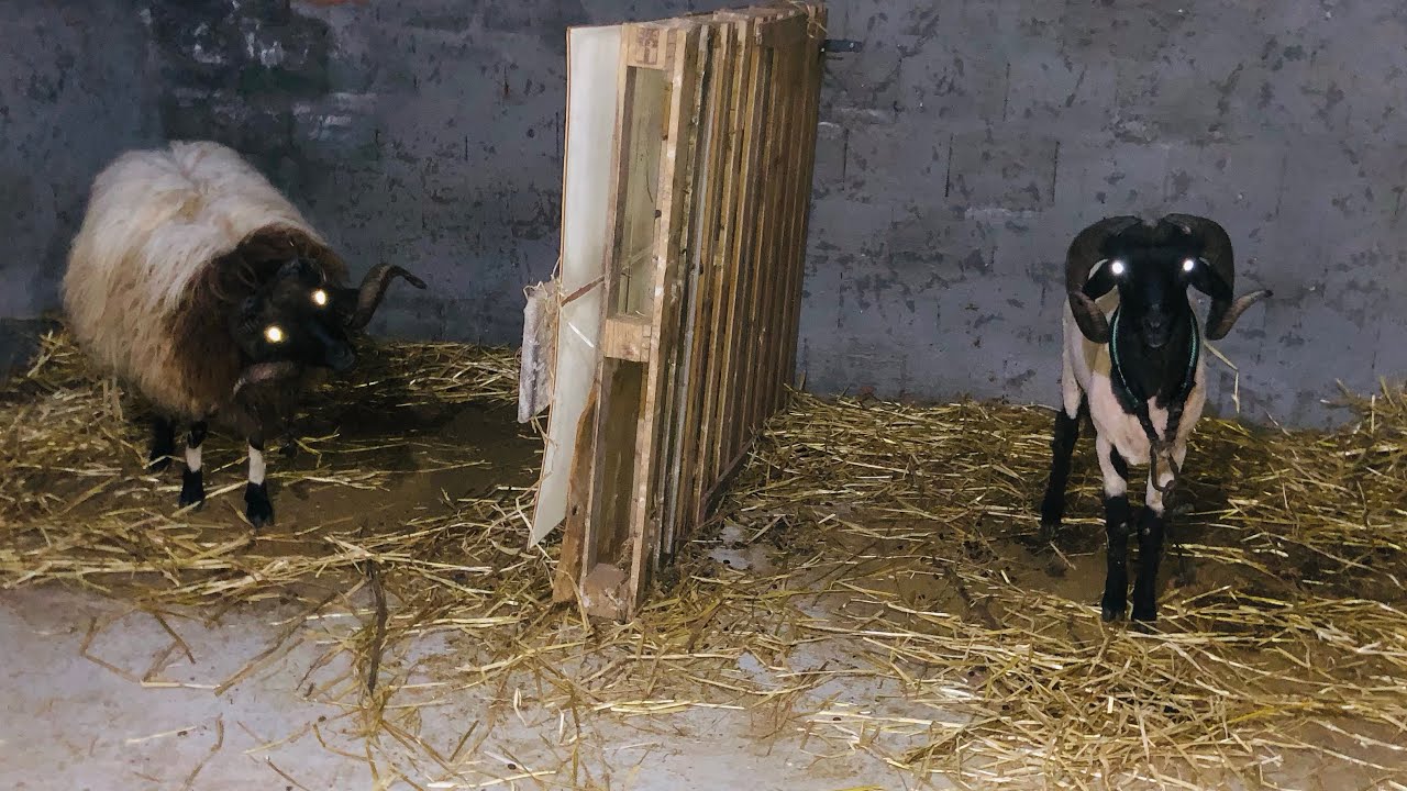 وصول الرعوانة للمخزن 🐏 حلقة 2