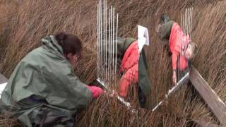 Phillips Creek Root SET
