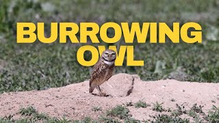 Burrowing Owls at Rocky Mountain Arsenal Wildlife Refuge