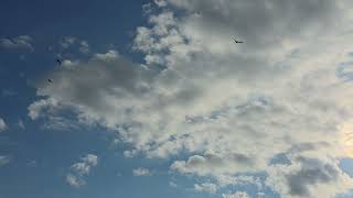 Serene Sky – 1 Hour of Clouds Floating in the Sky