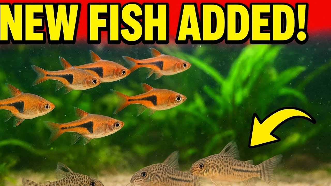 NEW FISH ADDED! 🐟 Harlequin Rasboras & Pygmy Corydoras Join the 54L Tank!