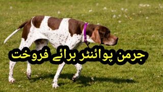 German Pointer Available For Sale In Pakistan |Shikari Dog | by Malik Hunter 229 views 3 weeks ago 8 minutes, 32 seconds
