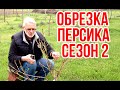 Обрезка персика второй сезон  / Игорь Билевич