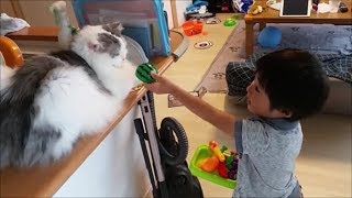 ３歳児の「ままごと」に付き合ってくれる白モフ猫