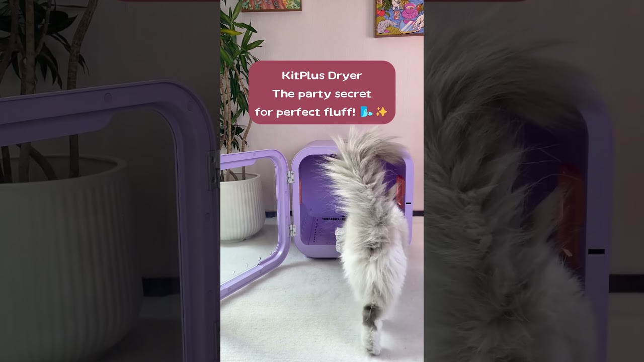The party secret for perfect fluff!🐾🐱