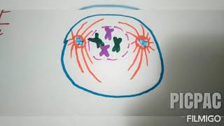 Cell Cycle Stop-Motion Video Project