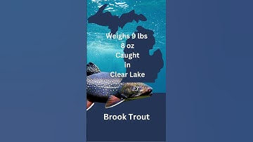 What is the Michigan State Record Brook Trout? #michigan  #fish