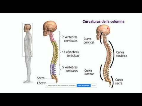 Vídeo: L’esòfag és anterior a la columna vertebral?