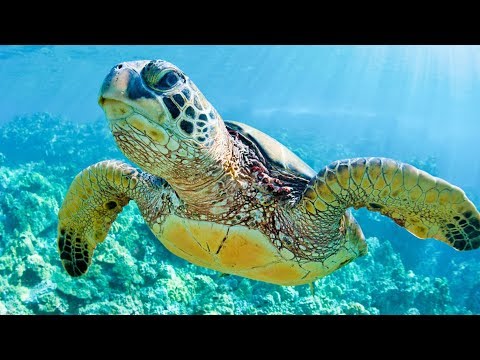 I like turtles... - I like turtles...