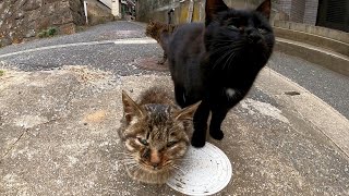 路地裏で猫の集会に参加してきた