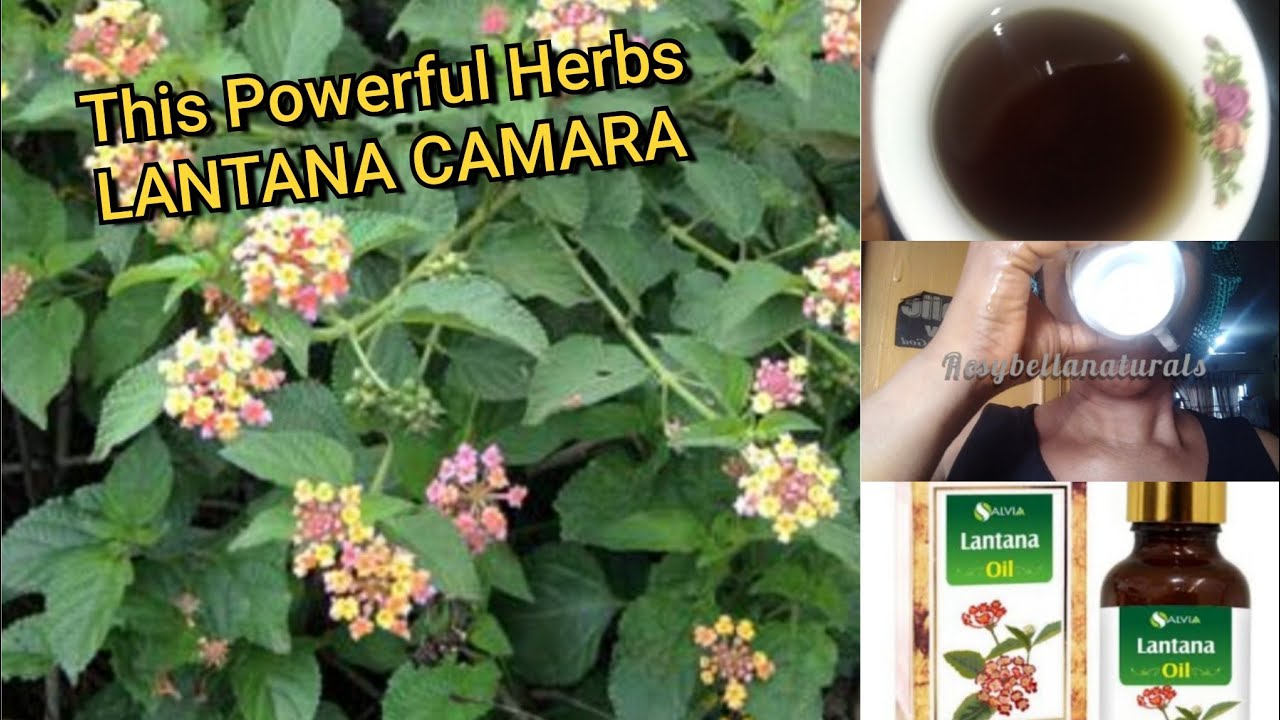 Я попробовала пить напиток из листьев лантаны камара — результаты меня шокировали / Стимулятор ра...