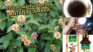 I Tried Drinking Lantana Camara Leaves — The Results Shocked Me / BRAIN BOOSTER / USES AND BENEFITS 