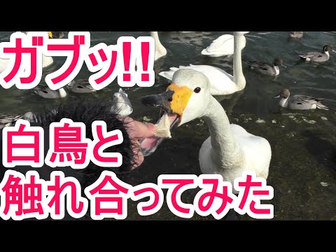 【夏泊半島】雷電宮　白鳥にガブッとされた！【可愛い】