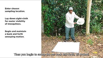 How to perform sweep net collections for Aedes