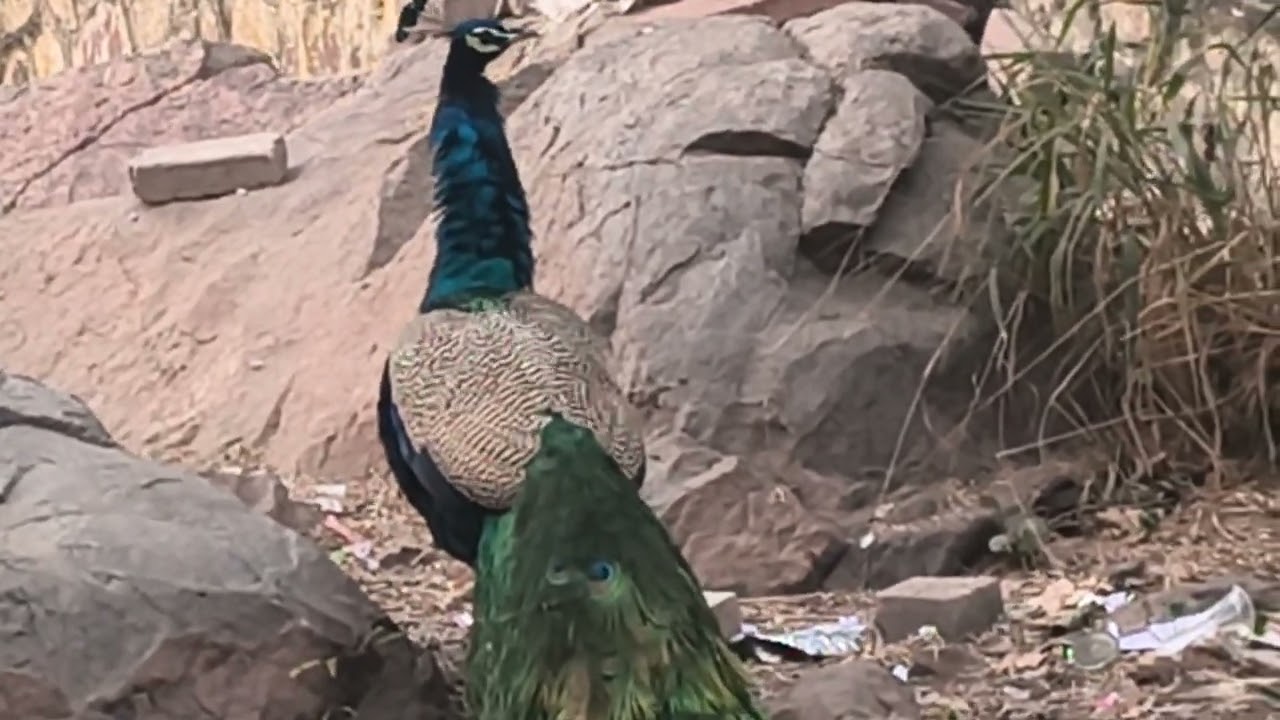 🌲🌲🌲🦚Friends, watch my love with peacock in this video