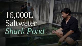 Shark and Reef Fish in a Backyard Pond?