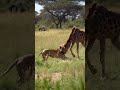 A giraffe is scary when it gets angry キリンが怒ると怖い #shorts #nature #animals #lion