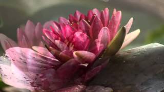 Water Lily N'Almost Black