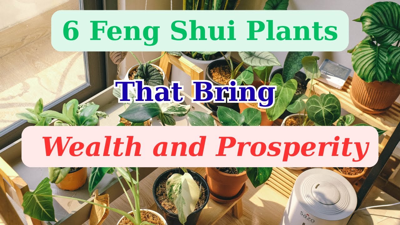 6 Feng Shui Plants That Bring Wealth and Prosperity in 2026