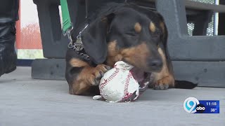 Bark at the Park Tuesday 4-18
