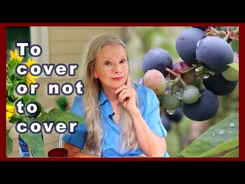 How to COVER BLUEBERRIES (what's right for YOU #tips)